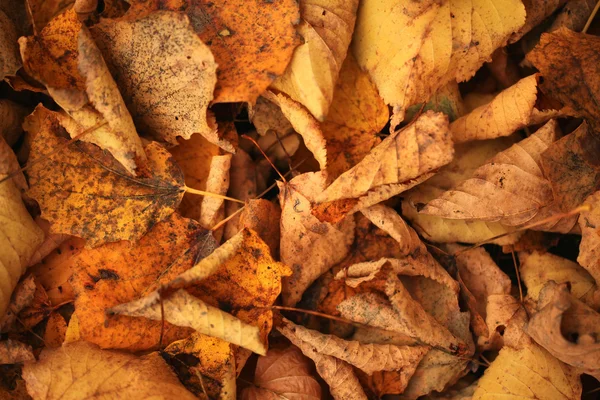 Textura das folhas amarelas caídas — Fotografia de Stock