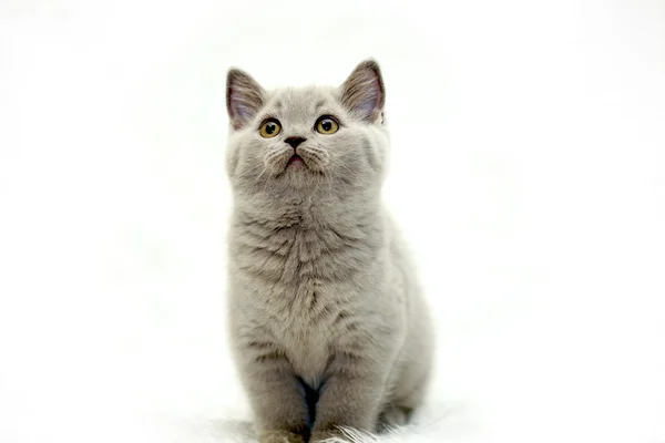可爱小小猫英国 — 图库照片