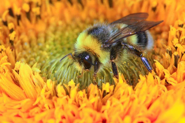 Bumble abeja en una flor — Foto de Stock