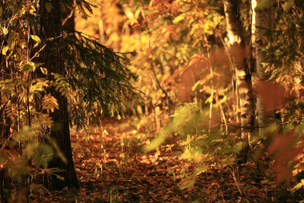 Podzimní západ slunce lesní — Stock fotografie