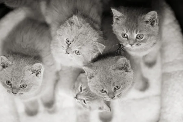 Gatinhos britânicos cinzentos — Fotografia de Stock