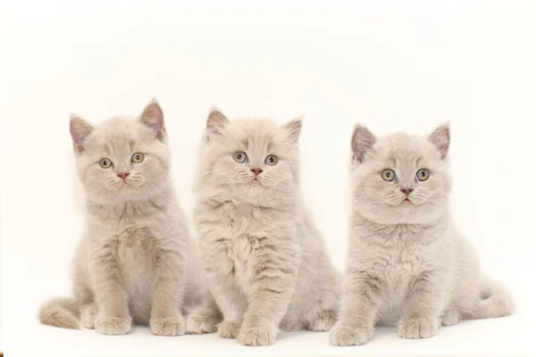 Gray British kittens — Stock Photo, Image
