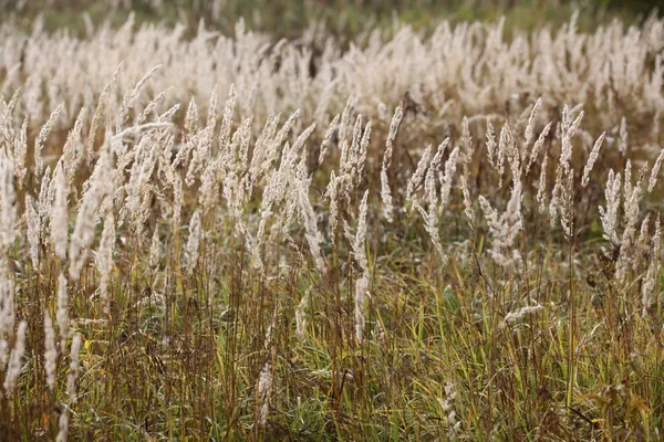 Sedge grass autumn — Stock Photo, Image
