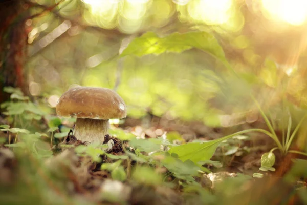 Essbarer weißer Pilz — Stockfoto