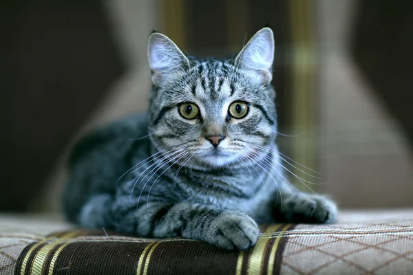 Gatto grigio divertente su un divano — Foto Stock