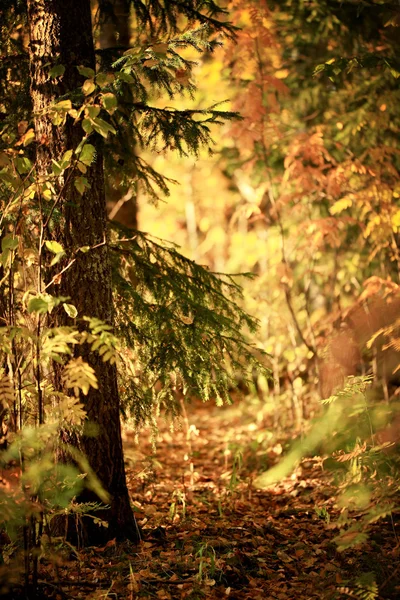 Sonnenuntergang im Herbst im Wald — Stockfoto