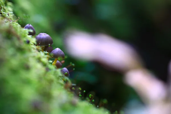 Tiny mushrooms toadstools — Stock Photo, Image