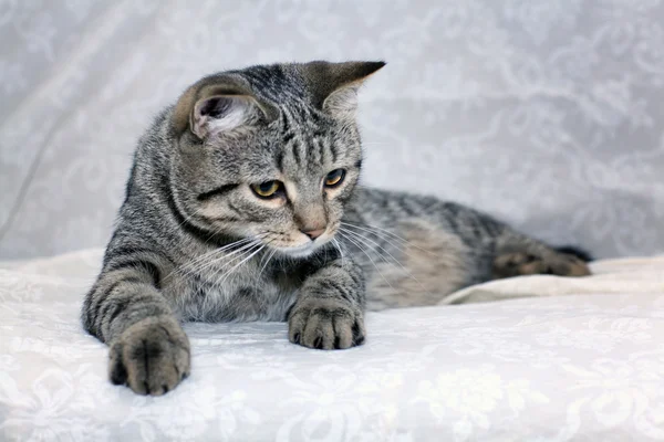 Funny gray cat on a sofa — Stock Photo, Image