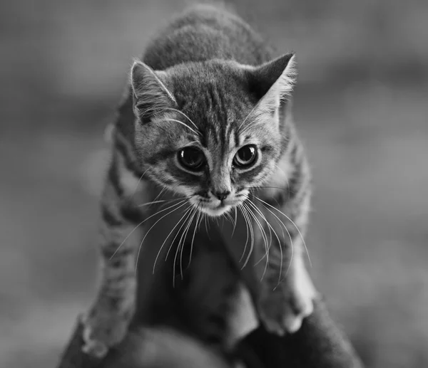 Gatinho cinzento bonito — Fotografia de Stock