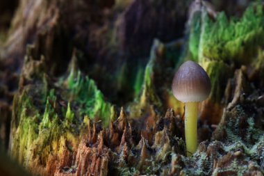 küçük mantar mantar