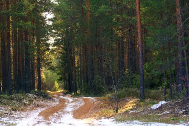 Güneş, ilk kar orman