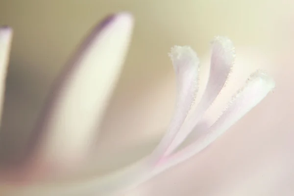 Pistils, stamens tender — Stock Photo, Image