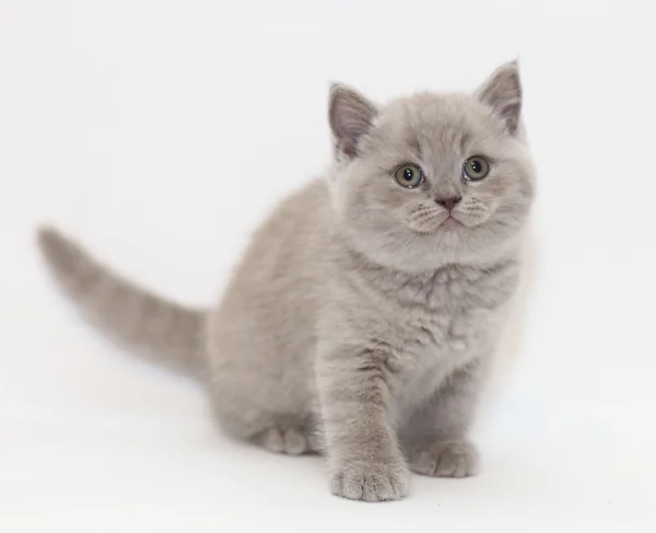 Kleine kitten Britse — Stockfoto