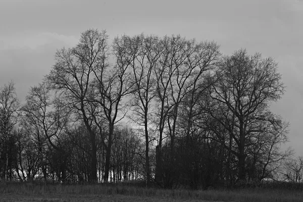 Arbres d'automne sans feuilles — Photo