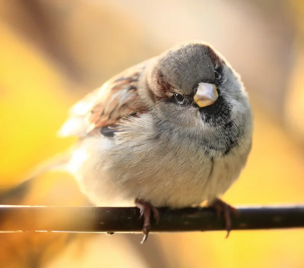 Sparrow on a branch of the autumn — Stock Photo, Image