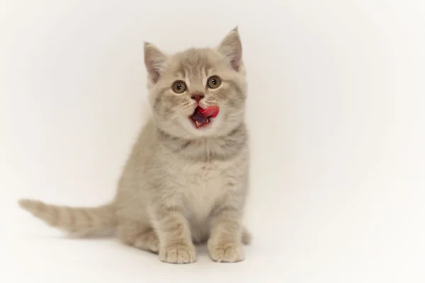 Carino piccolo gattino britannico — Foto Stock