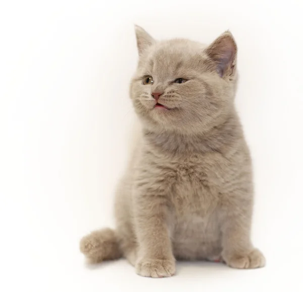 Ładny mały kociak brytyjskie — Zdjęcie stockowe