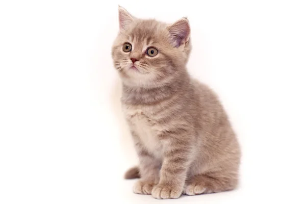 Cute little kitten British — Stock Photo, Image