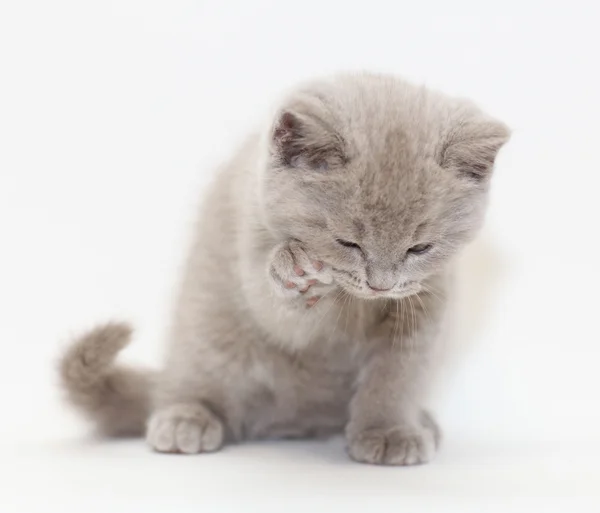 Piccolo gattino britannico — Foto Stock