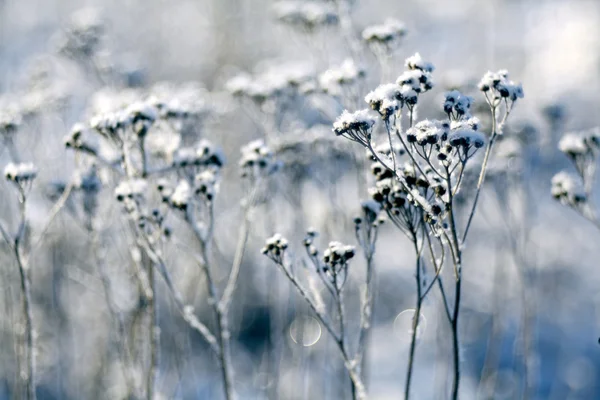 Winter grass — Stock Photo, Image