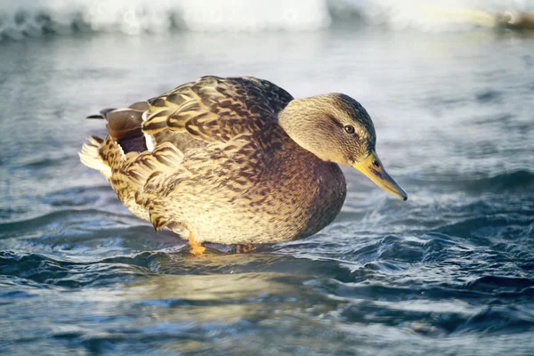 Mallard duck — Stock Photo, Image