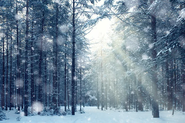 Чарівний зимовий ліс — стокове фото