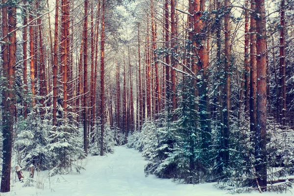 Tallskogen — Stockfoto