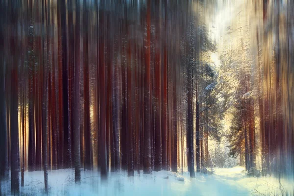 마법의 겨울 숲 — 스톡 사진