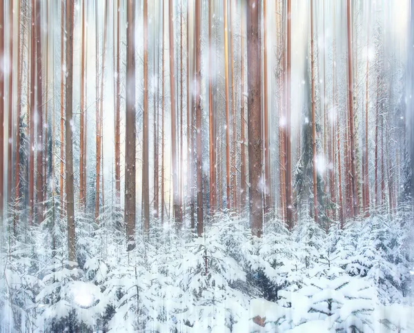Foresta di pino — Foto Stock