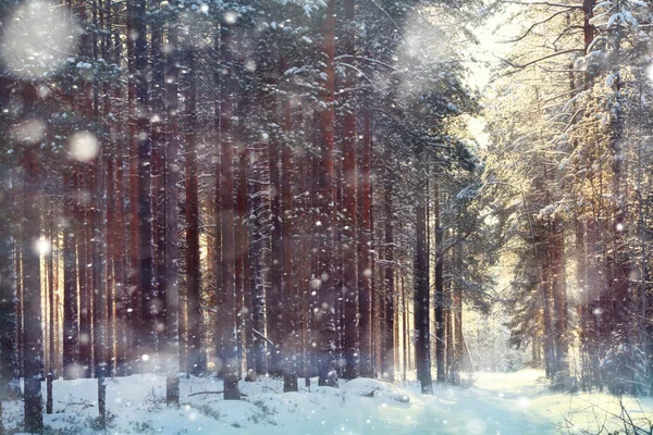 Floresta mágica de inverno — Fotografia de Stock