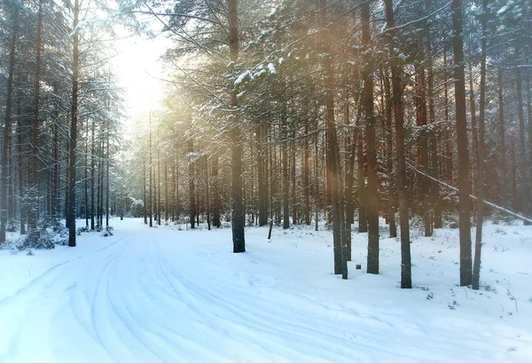 Pôr do sol floresta inverno — Fotografia de Stock