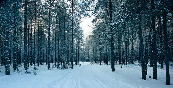 Forêt hivernale magique — Photo