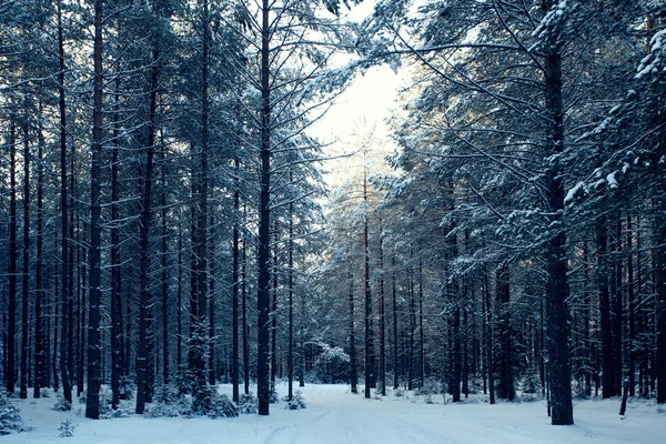 Sihirli kış orman — Stok fotoğraf