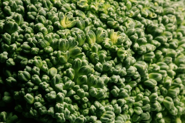 Green broccoli — Stock Photo, Image