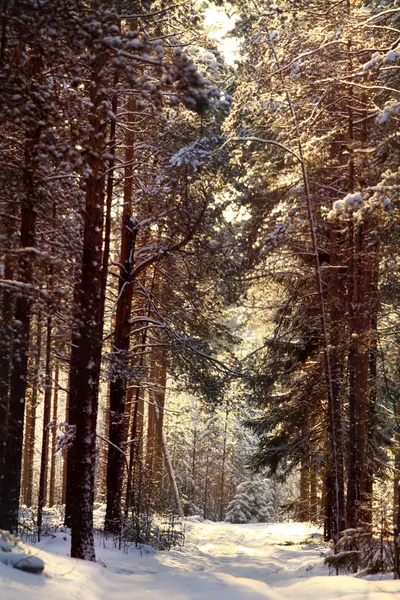 Forêt hivernale magique — Photo