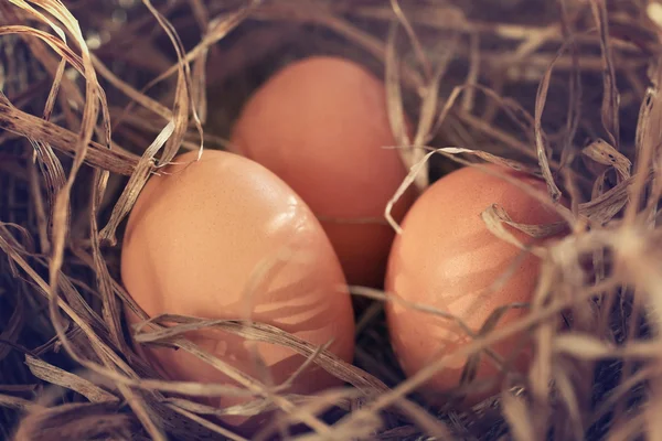 Huevos de pollo — Foto de Stock