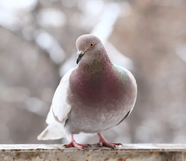 Pombo — Fotografia de Stock