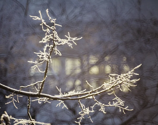 Χιόνι στα κλαδιά — Φωτογραφία Αρχείου