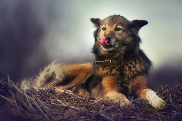 Собака на сене — стоковое фото