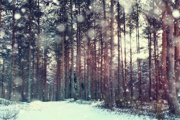 Tallskogen — Stockfoto