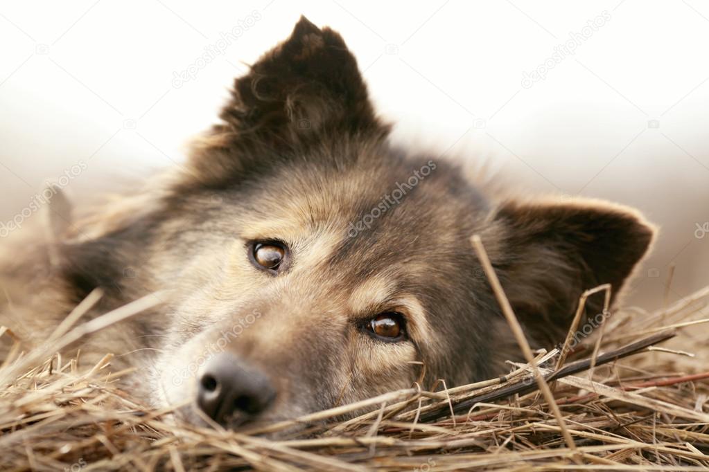 Dog on the hay