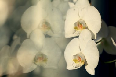 Beyaz Orkide