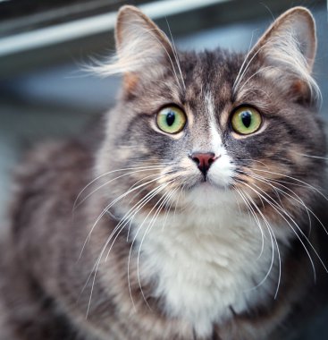 Gri kedi