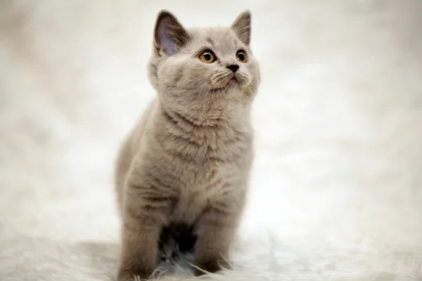 Grijze kitten — Stockfoto