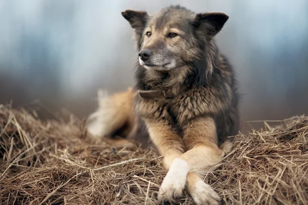 Dog on the hay — Stock Photo, Image