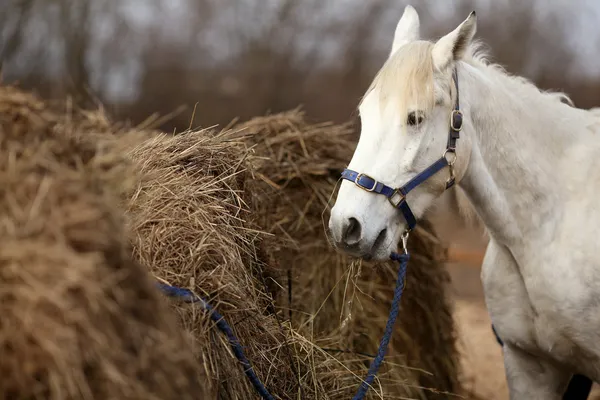 Paard — Stockfoto