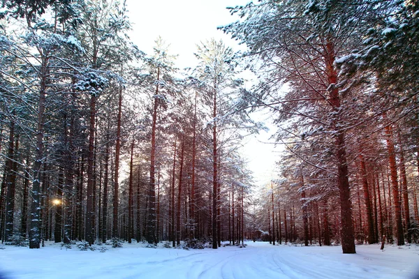 Сосновый лес — стоковое фото