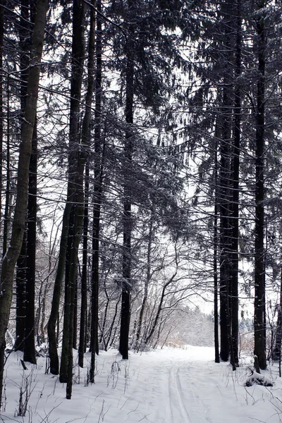 森の中でトレイルします。 — ストック写真