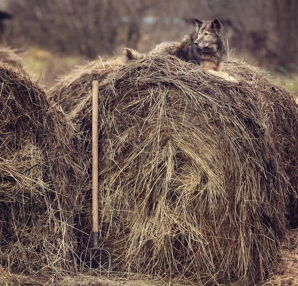 Hund på hö — Stockfoto