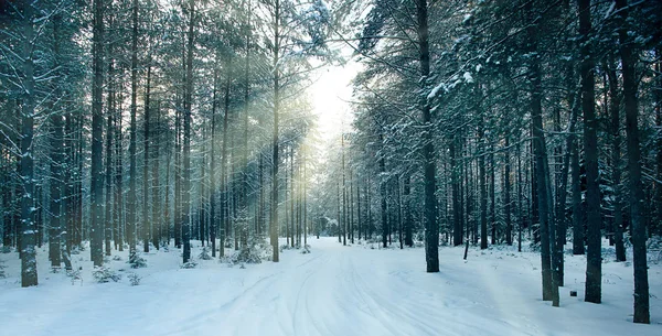 Zauberhafter Winterwald — Stockfoto